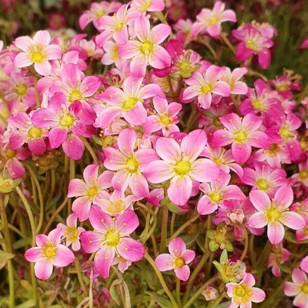 Saxifraga rosacea Blomst