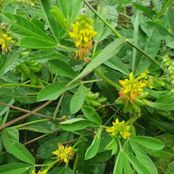 Crotalaria pycnostachya 花