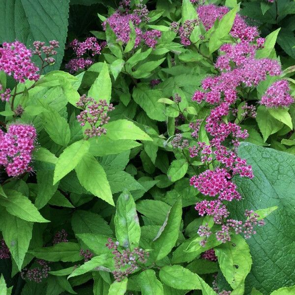 Spiraea japonica Levél