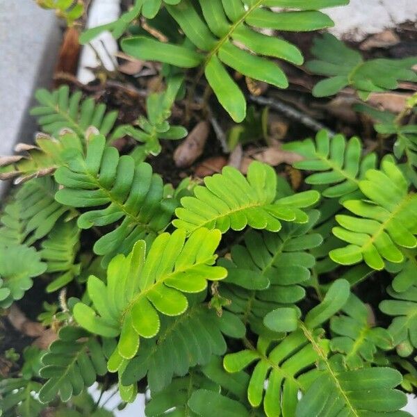 Pleopeltis polypodioides Blad