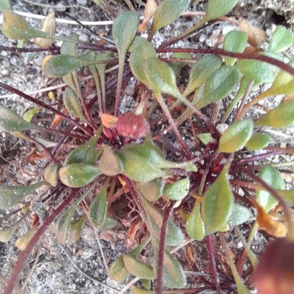 Bellium bellidioides Blatt