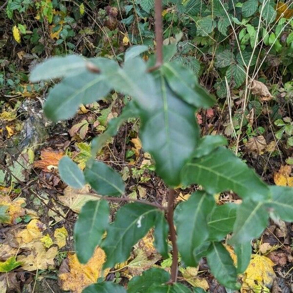 Elaeagnus multiflora Deilen