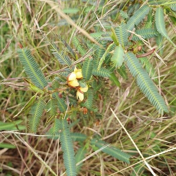 Chamaecrista mimosoides Blatt