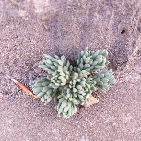 Sedum hispanicum Φύλλο