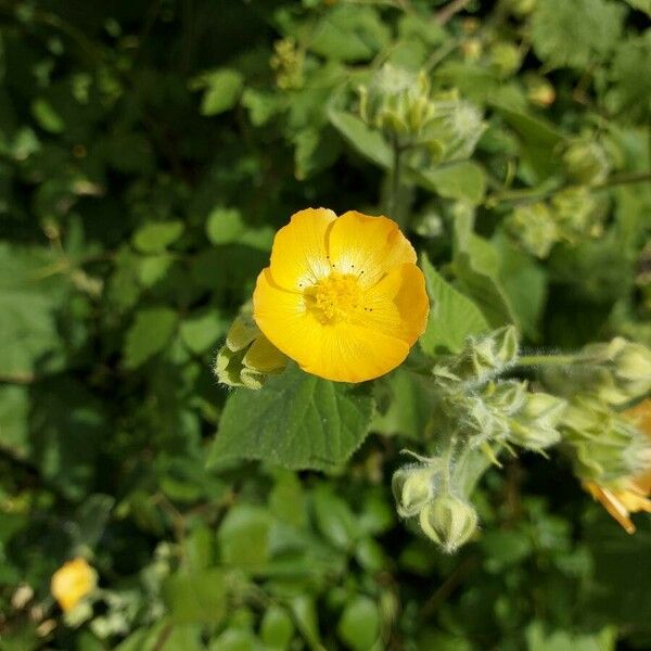 Abutilon grandifolium Flower