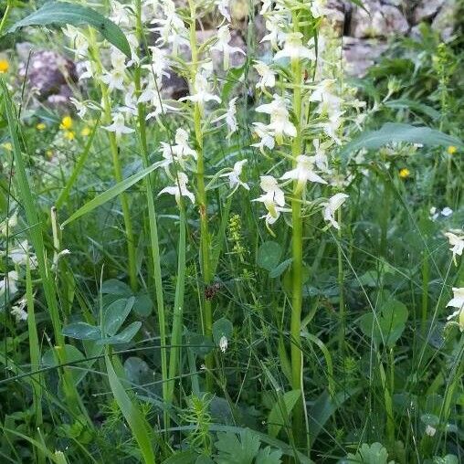 Platanthera chlorantha 形態