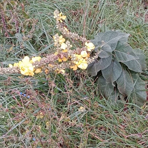 Verbascum densiflorum Yeri