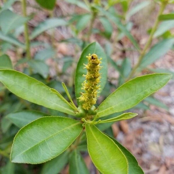 Stillingia sylvatica Çiçek