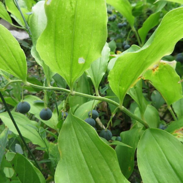 Polygonatum latifolium Fruit