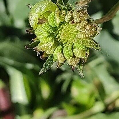 Calendula arvensis Frukt
