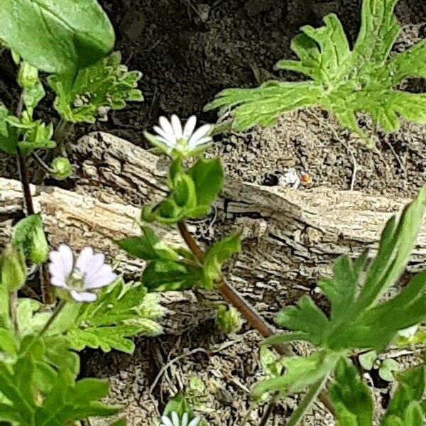 Geranium carolinianum Kvet