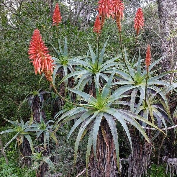 Aloe arborescens Habitatea