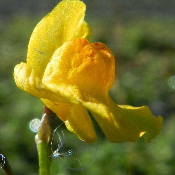 Utricularia australis 花