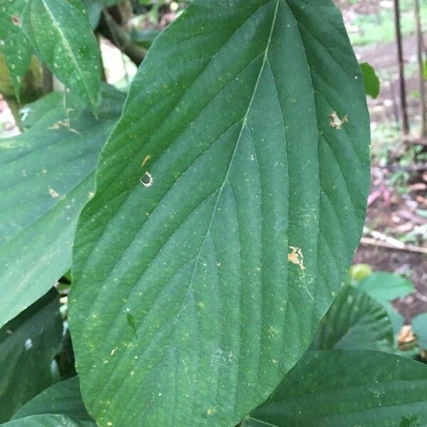 Flemingia strobilifera Leaf