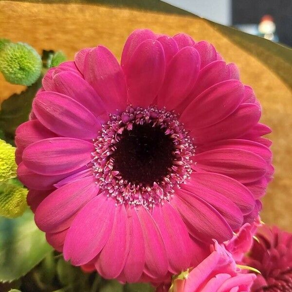 Gerbera spp. Flower