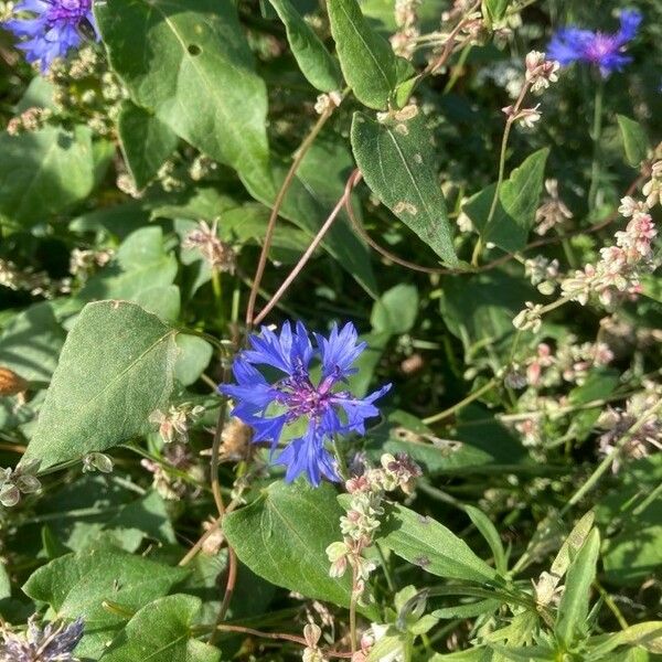 Centaurea cyanus 花