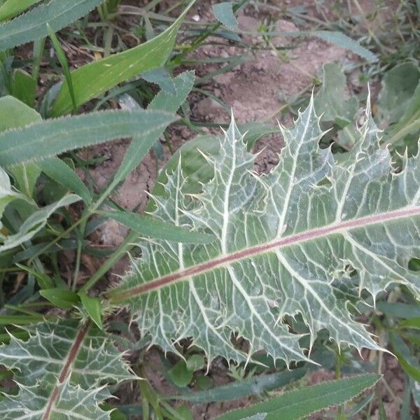 Gundelia tournefortii Leaf