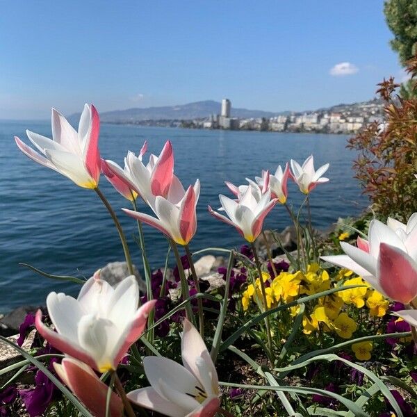 Tulipa clusiana Květ