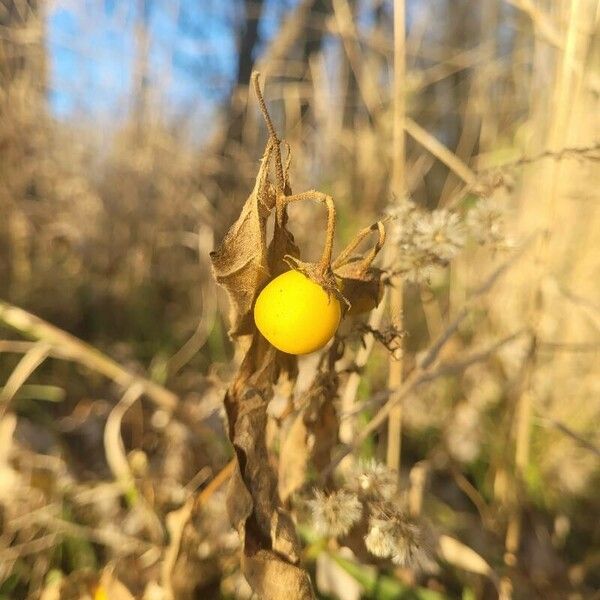 Solanum carolinense Ovoce