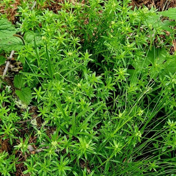 Galium anisophyllon Συνήθη χαρακτηριστικά