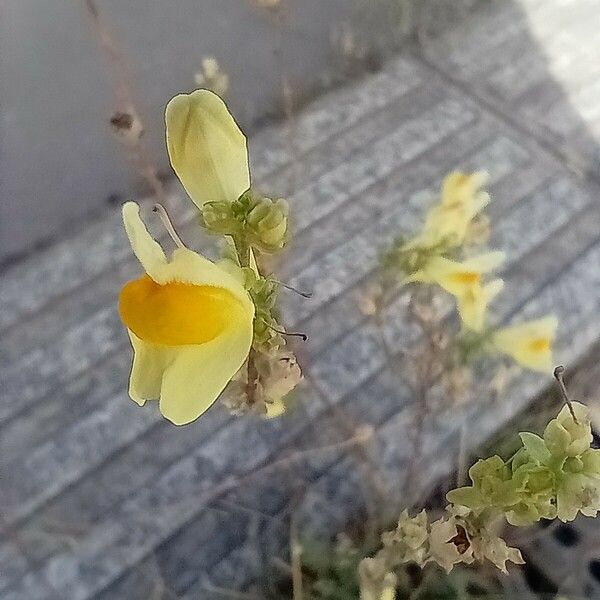 Linaria genistifolia Fiore