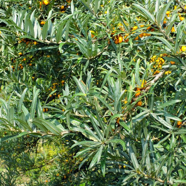 Hippophae rhamnoides Blad