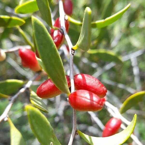 Maytenus viscifolia
