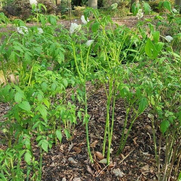 Actaea pachypoda Habit