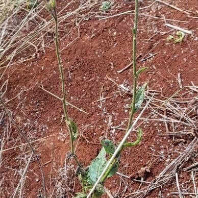 Nicotiana longiflora Habit