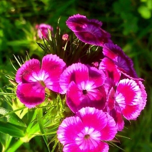 Dianthus barbatus Квітка