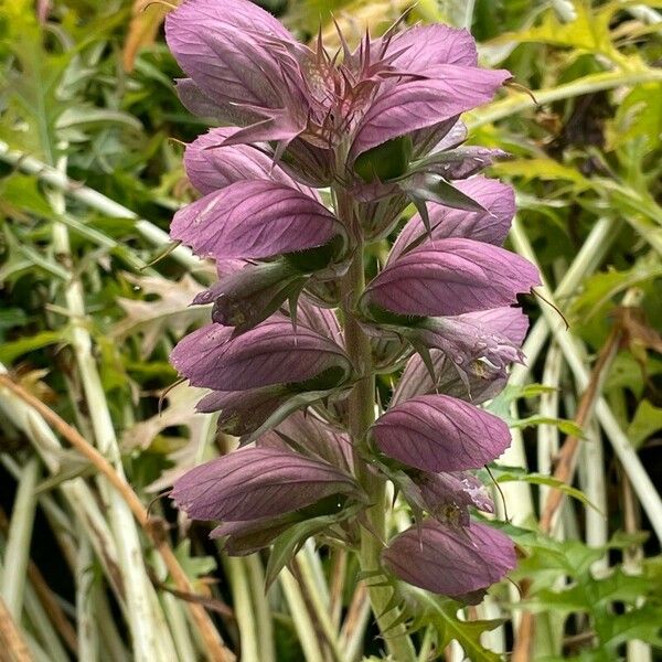 Acanthus spinosus Flower