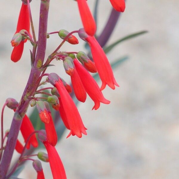 Penstemon centranthifolius Blomma