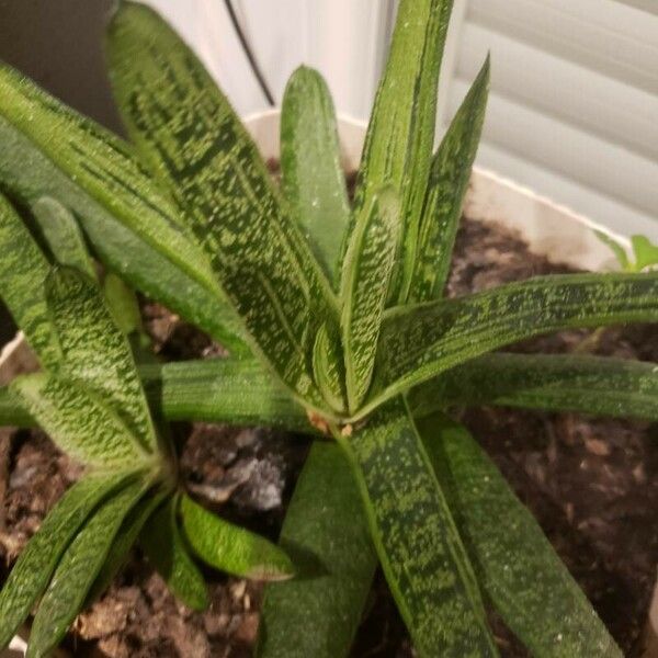 Gasteria carinata 叶