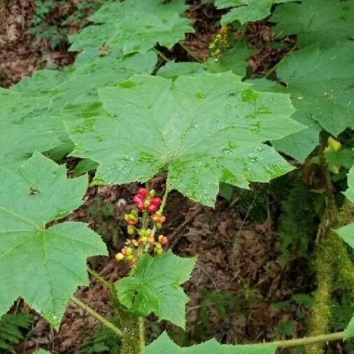 Oplopanax horridus Frutto