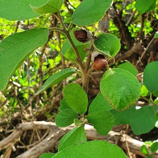 Cordia monoica Плід