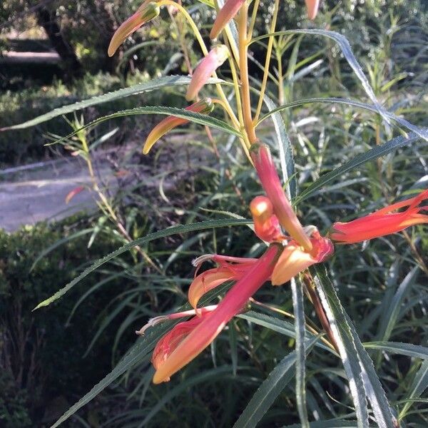 Lobelia laxiflora Květ