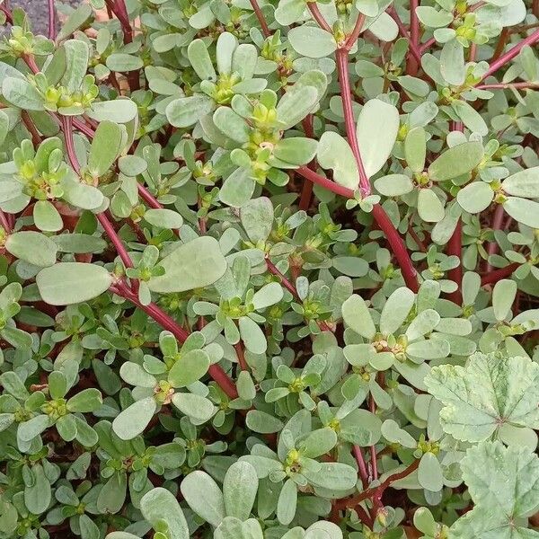 Portulaca oleracea Habit