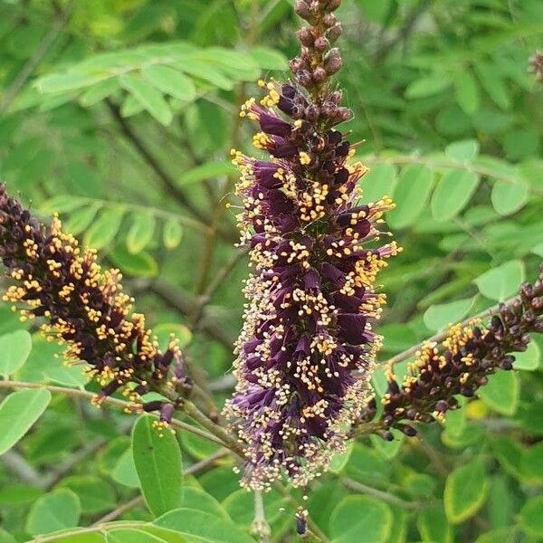 Amorpha fruticosa Λουλούδι