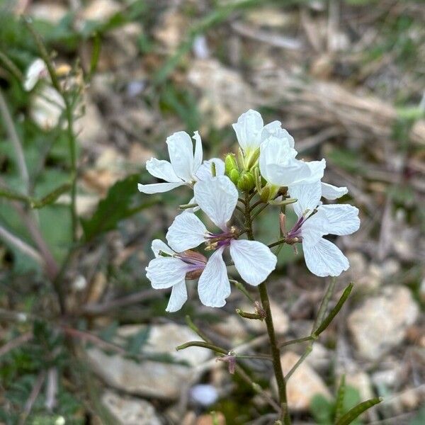 Diplotaxis erucoides 花