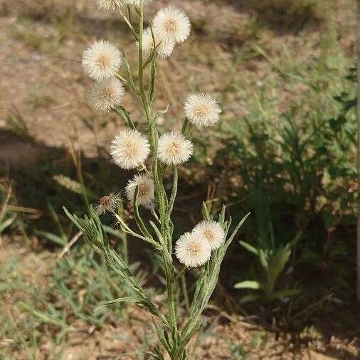 Erigeron bonariensis Blüte