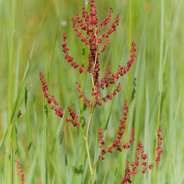 Rumex acetosella Flower