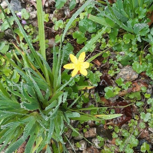 Sisyrinchium californicum 花