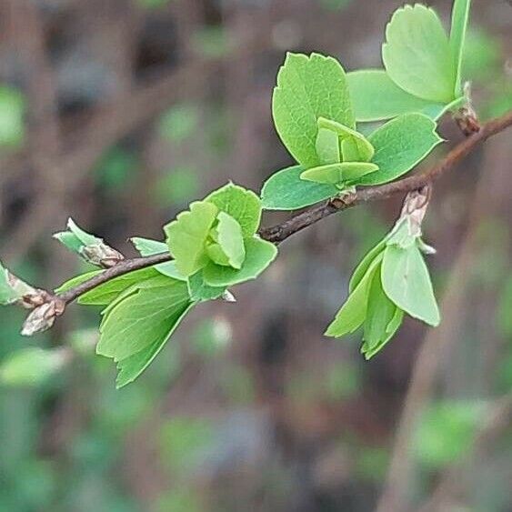 Spiraea hypericifolia Leaf