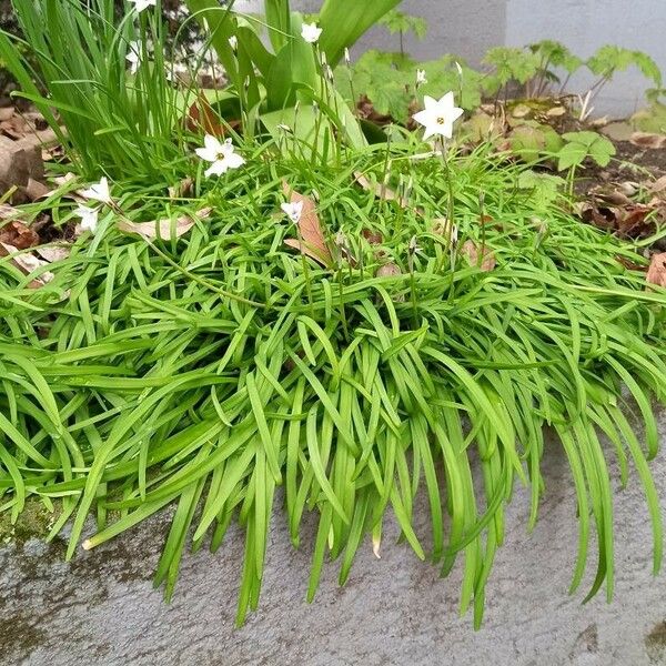 Ipheion uniflorum Агульны выгляд