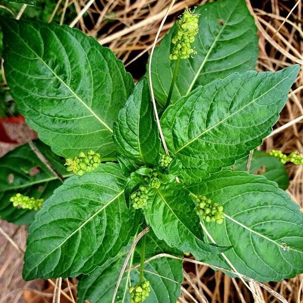 Mercurialis annua Blatt