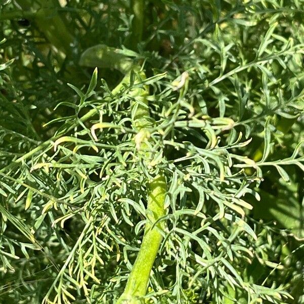 Descurainia sophia Leaf