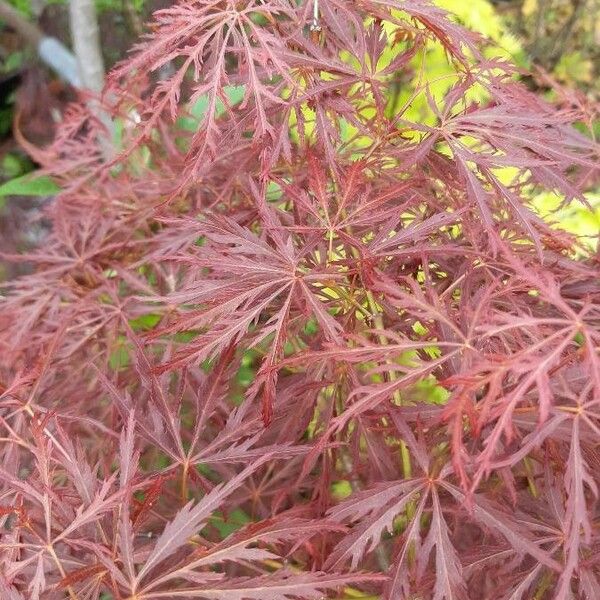 Acer palmatum Leht