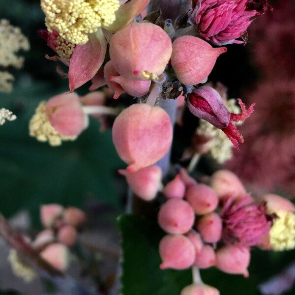 Ricinus communis Blomst