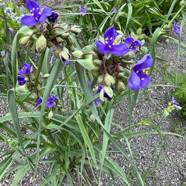 Tradescantia ohiensis Habit