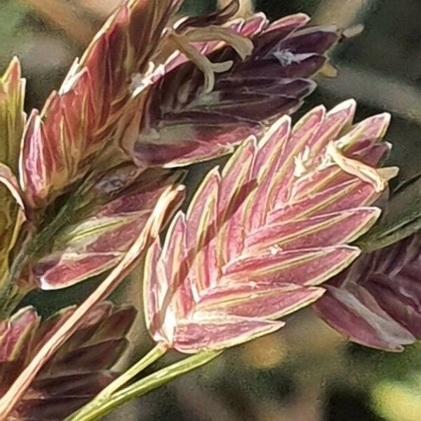 Eragrostis superba Flor